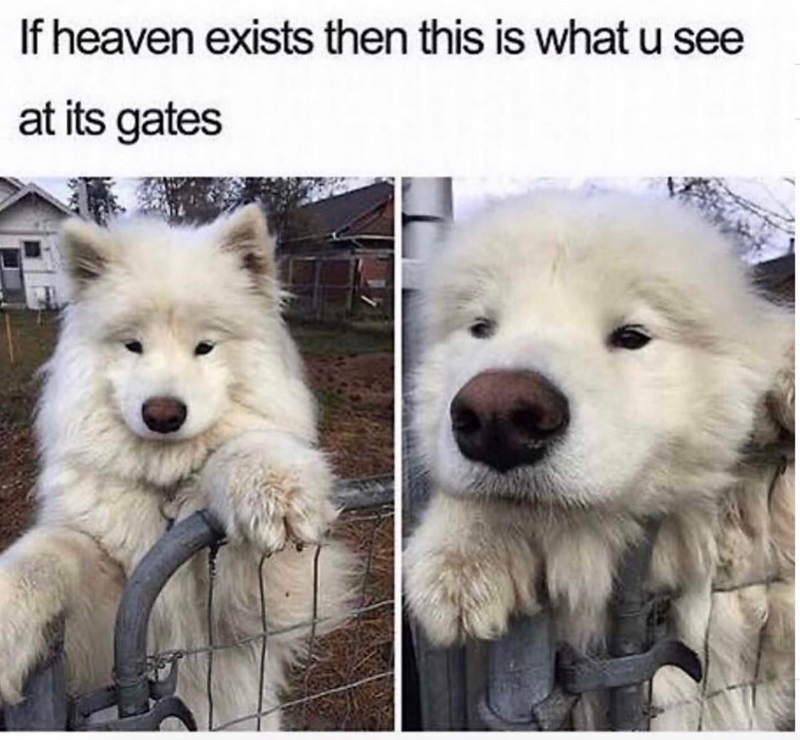 WholesomeMemes tweet media