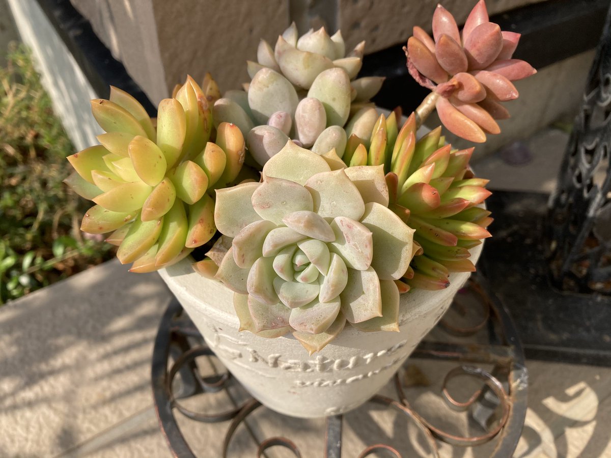 ジャックと薔薇の木 ジャック ご飯後に手を舐めご満悦 この仕草可愛いです 多肉も紅葉してます ホワイトメイディランド 安定で四季咲きです 薔薇好き 多肉植物 猫好き