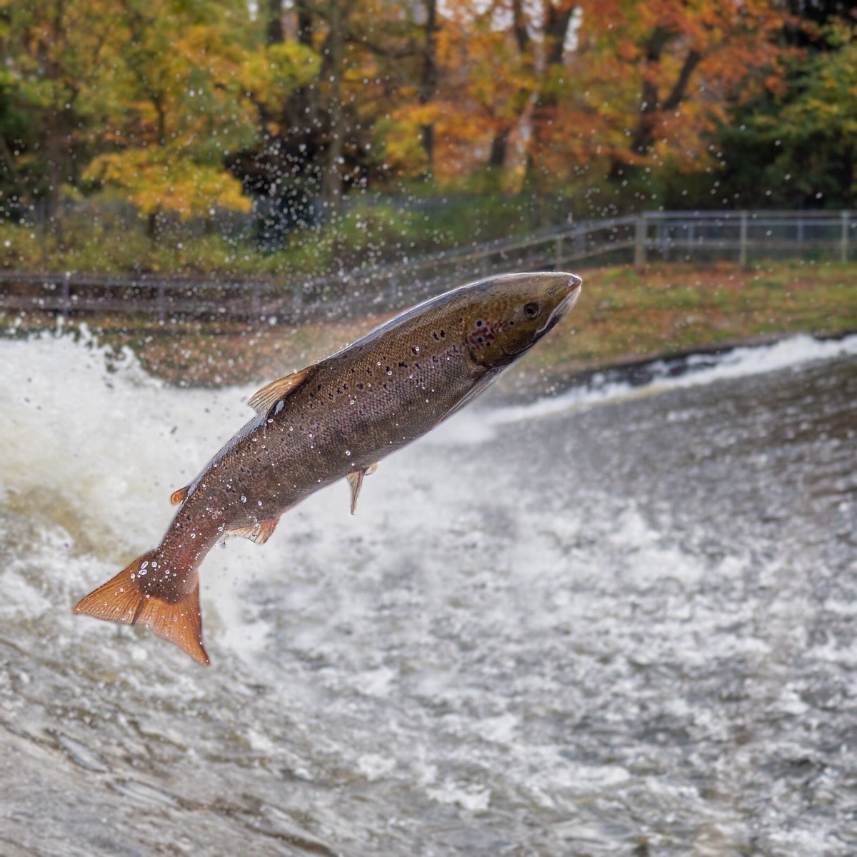 ChrisBaingerEA's tweet photo. #SalmonWatch #Shrewsbury weir, a number of reports of #salmon attempting to leap the weir again. Perhaps the tail end of this years run.
These amazing photos by @benne30 of two females which are very close to spawning will be carrying 7000 eggs each.
@severnrivers @BBCShropshire https://t.co/pEgSyxWoEY
