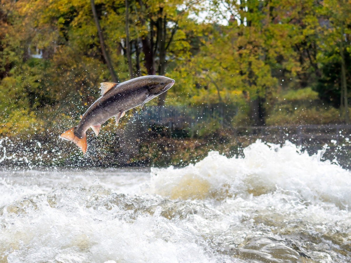 ChrisBaingerEA's tweet photo. #SalmonWatch #Shrewsbury weir, a number of reports of #salmon attempting to leap the weir again. Perhaps the tail end of this years run.
These amazing photos by @benne30 of two females which are very close to spawning will be carrying 7000 eggs each.
@severnrivers @BBCShropshire https://t.co/pEgSyxWoEY