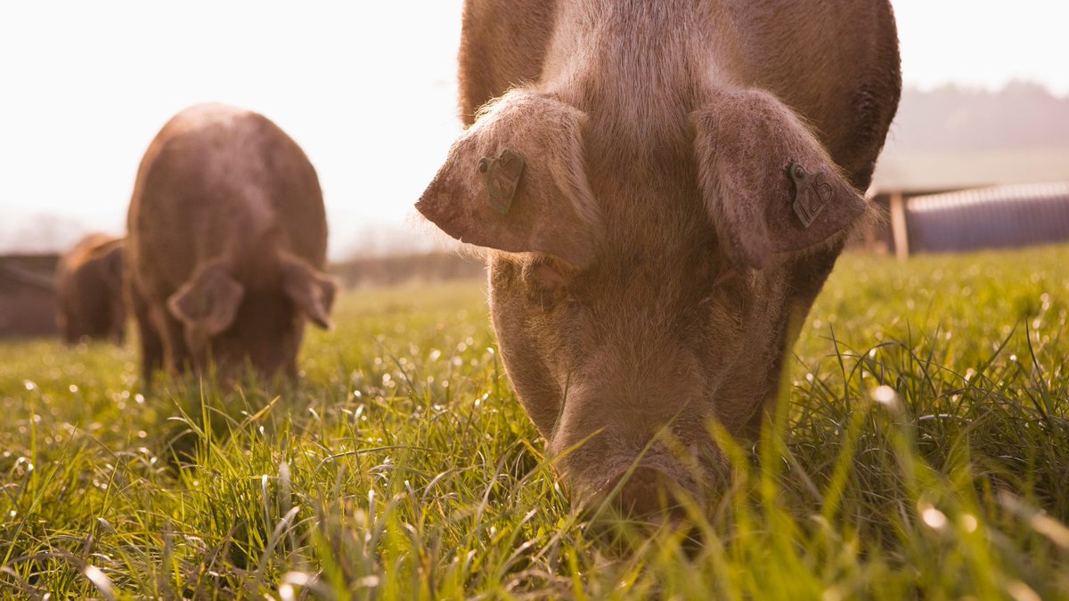 Are you importing live animals from outside the EU?
 
Register now for the new GB imports system #IPAFFS to be ready for 23rd November 2020: gov.uk/guidance/impor…