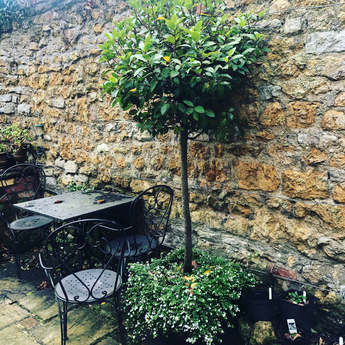 AshridgeTrees's tweet photo. Lots of enquiries for #baytrees this year, and I would imagine people are wanting long lasting and wholesome #christmasgifts this one has done brilliantly in the garden here https://t.co/jMIyGzyNCt