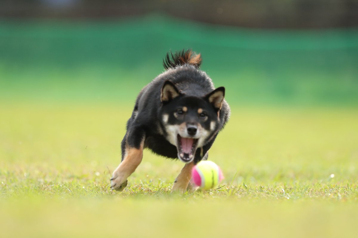 飛んでる犬の写真で元気になりたい Togetter 飛んでる犬の写真で元気になりたい Togetter