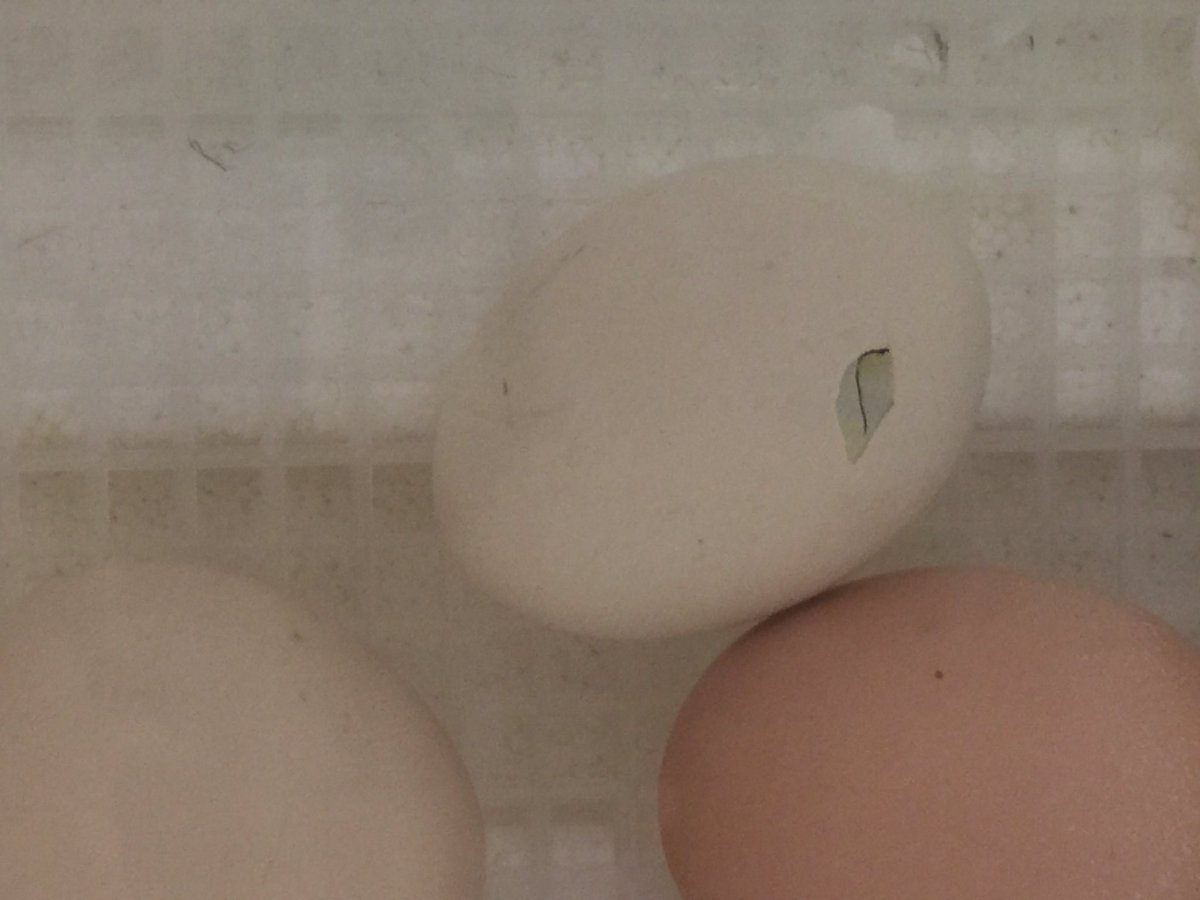 Poni3kj's tweet image. Chicksin303- Polar Bear is here!  Blue Bear has unzipped and Honey Bear has a big pip!  Thank you CISD Sci for this incredible experience. More to come! #Chicksin303. #DCEStrongerTogether #CISDScienceRocks