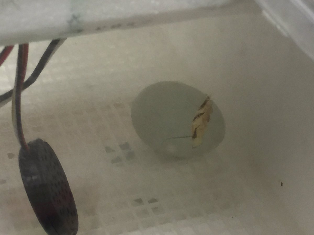 Poni3kj's tweet image. Chicksin303- Polar Bear is here!  Blue Bear has unzipped and Honey Bear has a big pip!  Thank you CISD Sci for this incredible experience. More to come! #Chicksin303. #DCEStrongerTogether #CISDScienceRocks