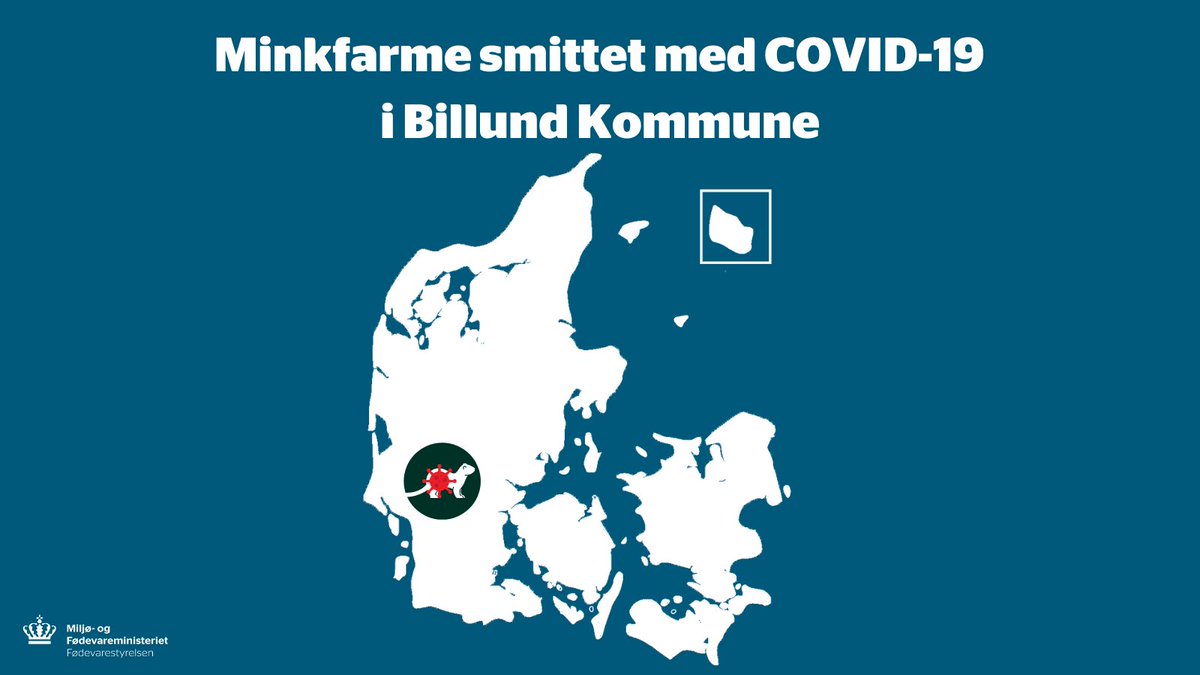 Foedevare's tweet photo. Yderligere otte minkfarme smittet med #covid19dk siden i går. For første gang er der konstateret smitte i to minkbesætninger i Billund Kommune. https://t.co/lsdVBB9b6X