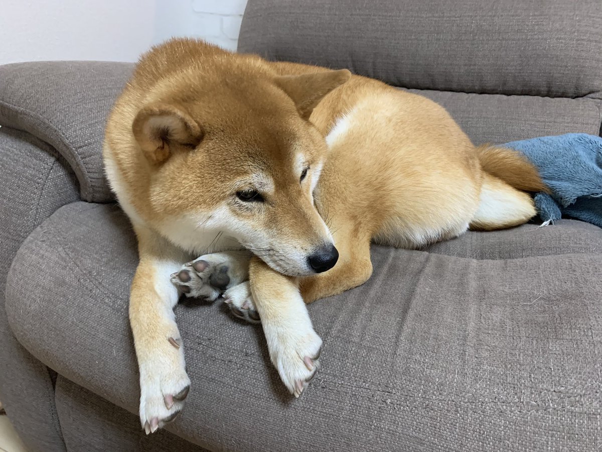 柴犬ふぅ すごい体勢で寝てるふぅちゃん 足どうなってるの 柴犬 柴犬ふぅ すごい体勢で寝てるふぅちゃん 足どうなってるの 柴犬