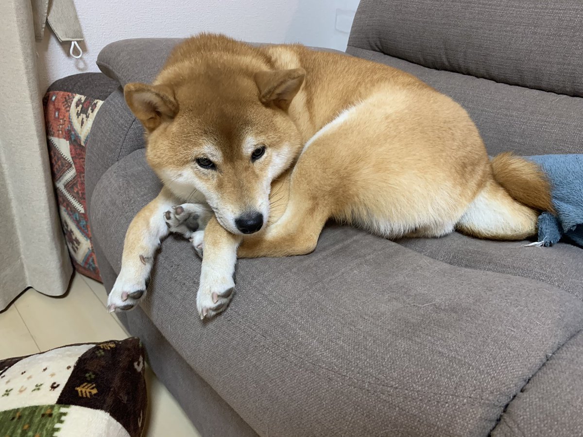柴犬ふぅ すごい体勢で寝てるふぅちゃん 足どうなってるの 柴犬 柴犬ふぅ すごい体勢で寝てるふぅちゃん 足どうなってるの 柴犬