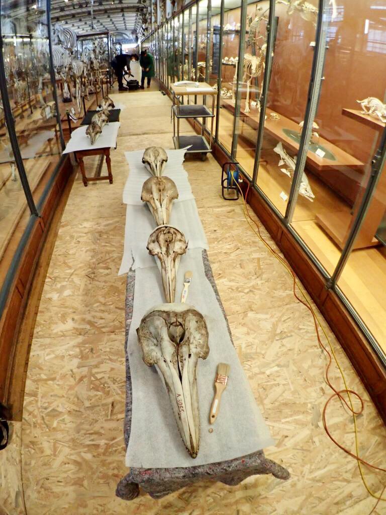 AudeLalis's tweet photo. #chantiercollection #collectionmammiferemarins #chantiermenage #galerieprivatisee @Le_Museum #isyeb @ISYEB_UMR https://t.co/fHK2Q3V2UA