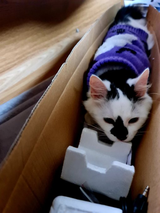 Why buy toys when there's cardboard boxes 😆 https://t.co/lHnEzdrO2F<a href="/tag/fussyeater"class="tags"><span>#fussyeater</span></a>