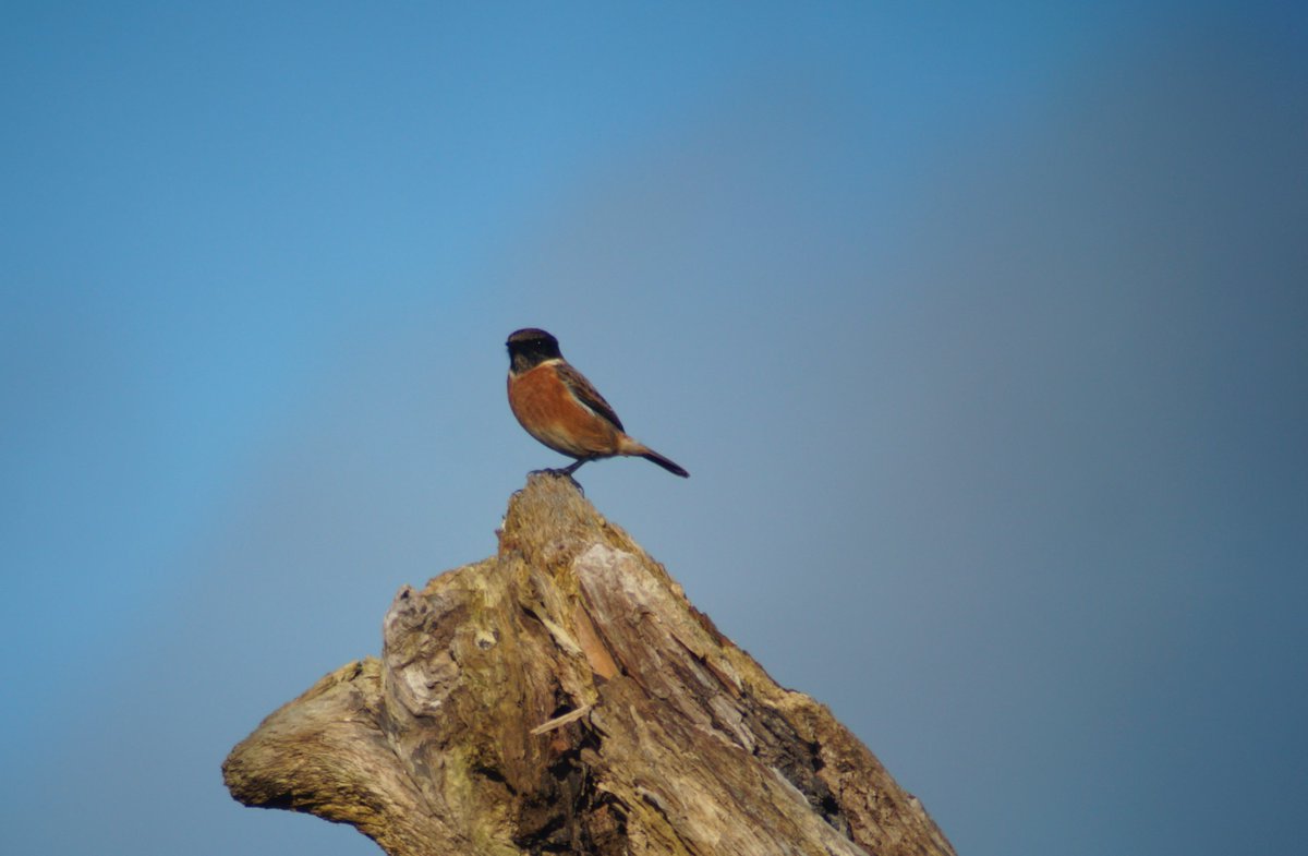 SIBW. Hock Ditch to Cliff. Stonechats (3+), Mipits, Fieldfares, Heron, Ravens (1pr), Wrens & a Little Owl. #Glosbirds Plus Curlews & Green Woodpecker heard. Plus 132 pir & 9pbr