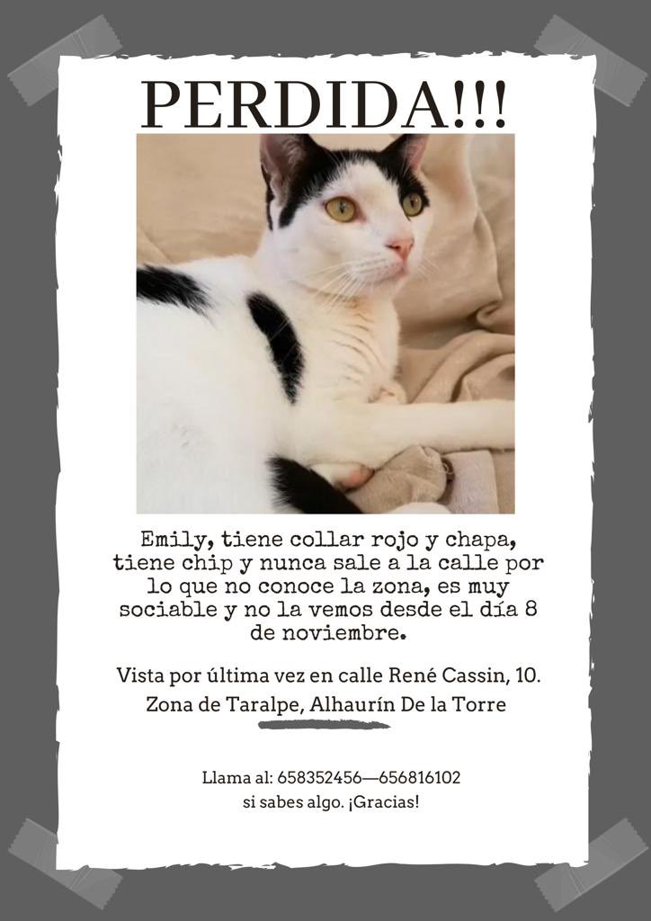 beeleen986's tweet image. Se ha perdido mi gata por la zona de Taralpe en Alhaurín De la Torre, si podéis compartir me ayudaríais muchísimo 💕