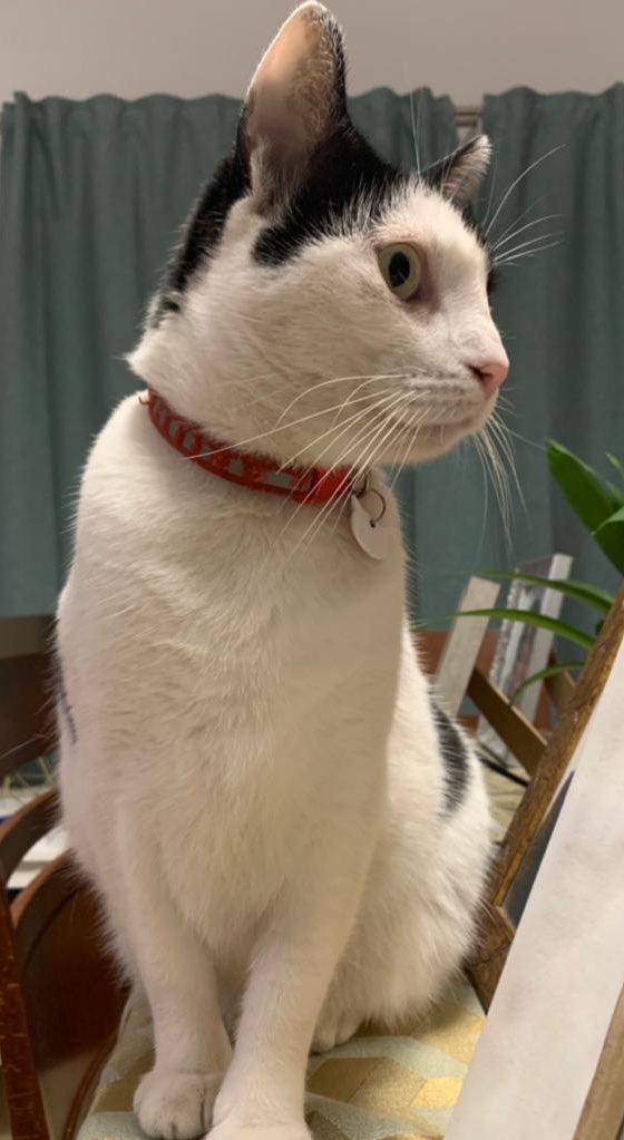 beeleen986's tweet image. Se ha perdido mi gata por la zona de Taralpe en Alhaurín De la Torre, si podéis compartir me ayudaríais muchísimo 💕