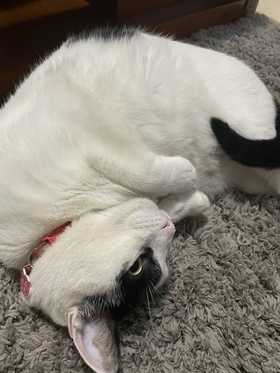 beeleen986's tweet image. Se ha perdido mi gata por la zona de Taralpe en Alhaurín De la Torre, si podéis compartir me ayudaríais muchísimo 💕