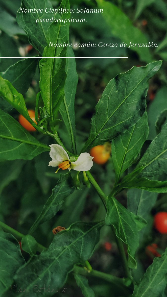 BotanicoPlan's tweet photo. Nombre Científico: Solanum pseudocapsicum.
Nombre Común: Cerezo de Jerusalén.

📸 Plan Botánico 

#planbotanico #naturaleza #nature #nature_addict #botanicart #botanica #ecologia #colombia #lovenature #floresreales #solanum #plantas https://t.co/WgvqwPgAXN