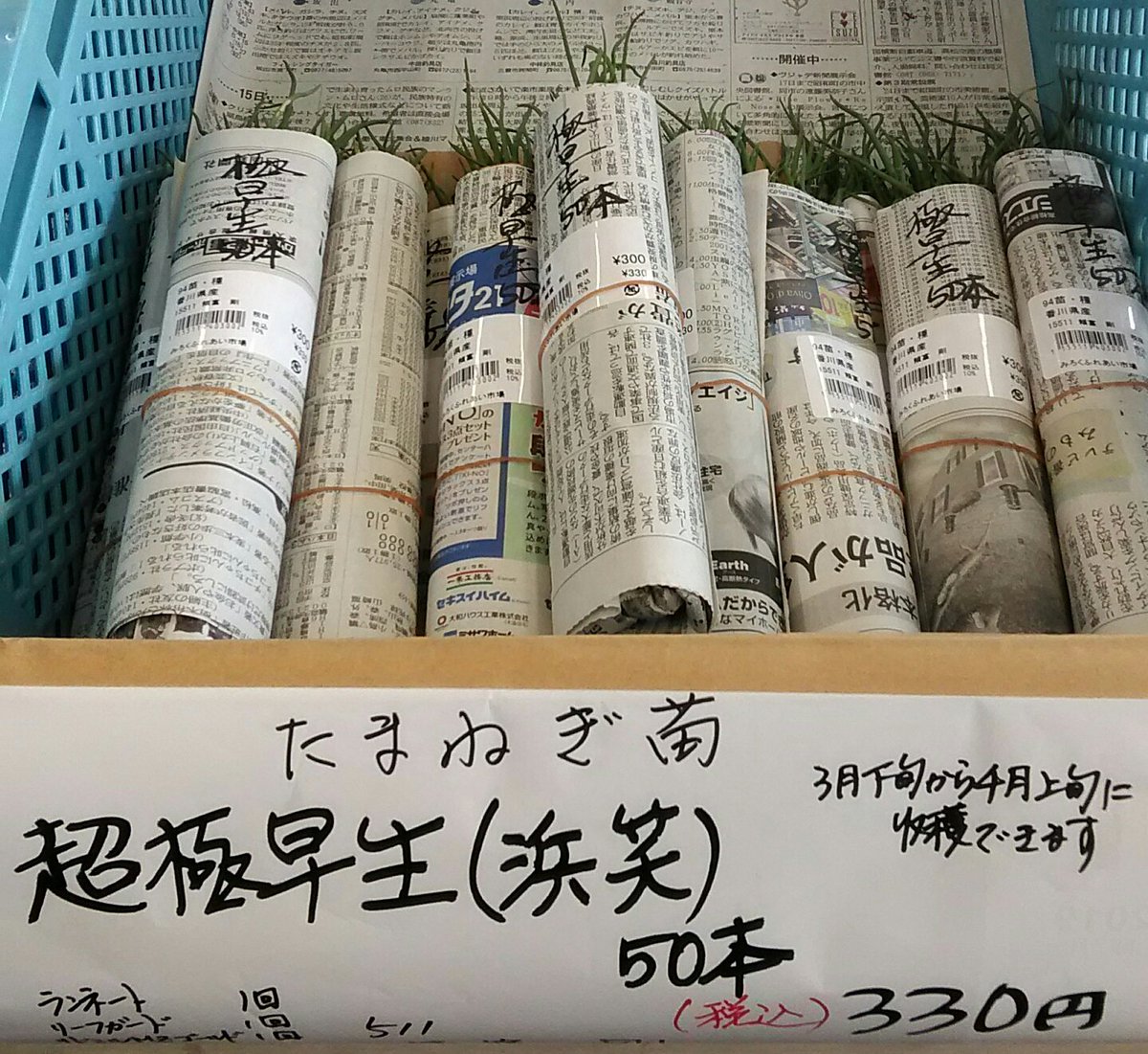 超極早生 Twitter Search