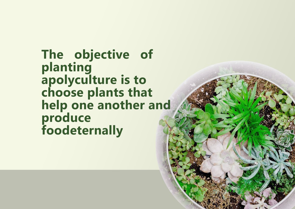 GuidePlanting's tweet image. One of the amazing planting guides now is what we call &quot;Polyculture&quot;. A Polyculture is a group of plants 🌵🌱🌻🌼🌷of different species that are planted together. 
💠Here are some Guide in Polyculture Planting💠