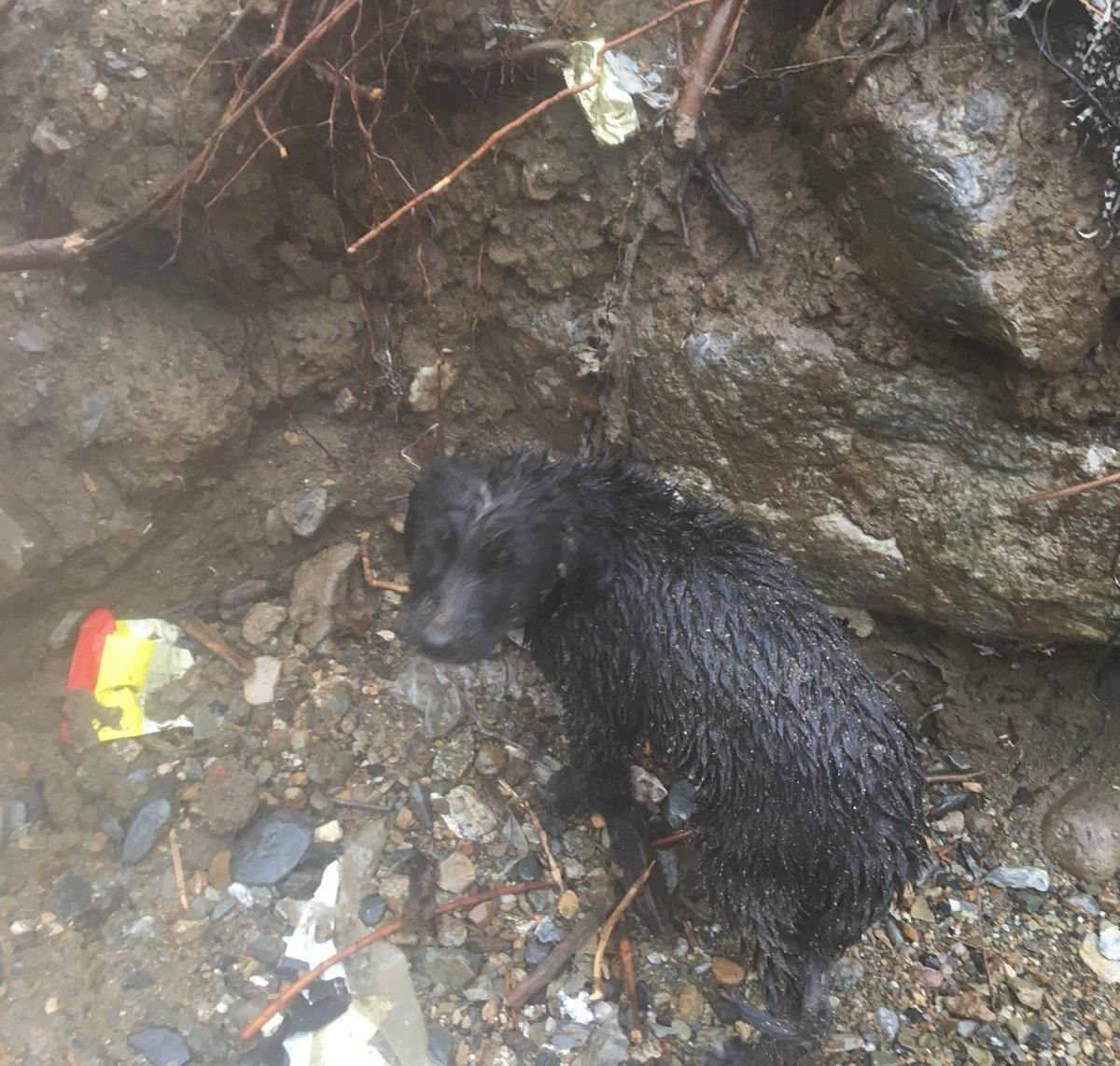 didem_soydan's tweet image. Bolge çok yağışlı olduğundan günlerdir yavru köpekleri bogulduklari çamurdan çıkartıyorlar.Soguga dayanaklı kulübeye ihtiyaclari var Ne olur yardım edelim duyuralım.Paradan ziyade kulübe ihtiyacı acil

instagram.com/p/CHYBEJ-F8N5/…