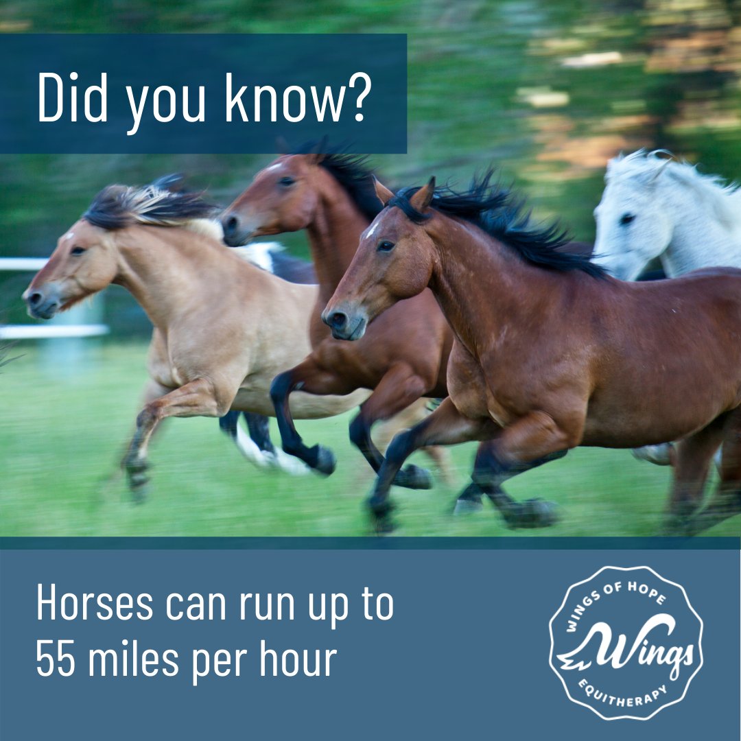 Wingsofhopeequi's tweet photo. Did you know horses can run up to 55 miles per hour? That's a lot of horsepower!
#TriviaTuesday #didyouknow #horsesofinstagram #wingsofhopeequitherapy https://t.co/n5TjVQOn1D