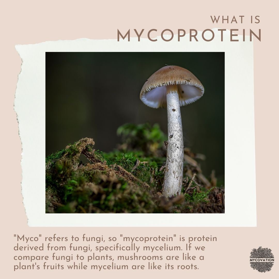 #Mycovation is brining you closer to #mycelium which is a mixture of amino acids, which is not found in mushrooms. Mycelium is also a highly recommended meat alternative because of its richness in protein and it being environment friendly.
#theFutureofFood
#mycelialprotein