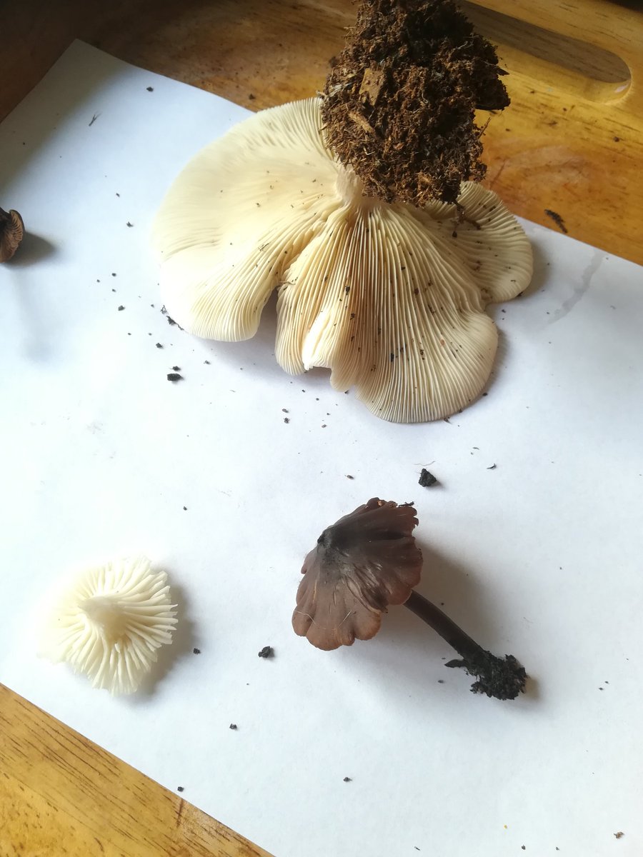 anghenn's tweet photo. It's easy to forget when you do something you love as a living why you do it. Painting makes everything disappear for me. Noticing the amazing structure of these living things. #fungi #naturejournal #autumnwatch #fungus #toadstool #drawingmatters #drawingtolearn https://t.co/km89cTL1ex