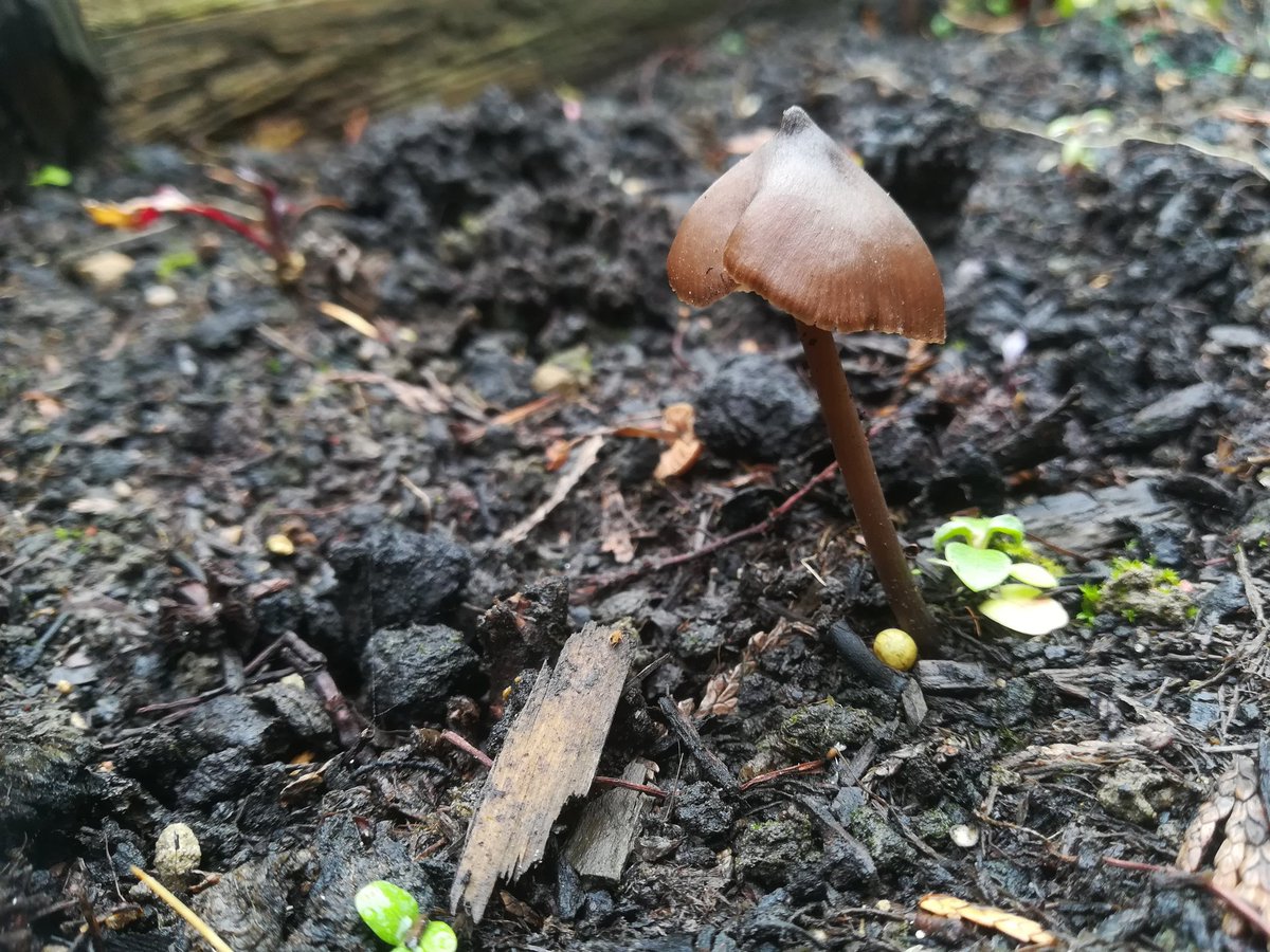 anghenn's tweet photo. It's easy to forget when you do something you love as a living why you do it. Painting makes everything disappear for me. Noticing the amazing structure of these living things. #fungi #naturejournal #autumnwatch #fungus #toadstool #drawingmatters #drawingtolearn https://t.co/km89cTL1ex
