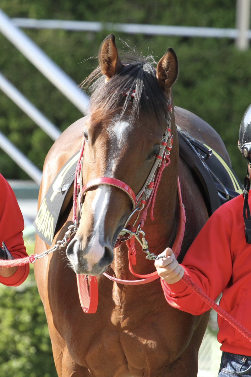 Mat 10 31 萩s ピンクカメハメハ 京都競馬場 ピンクカメハメハ 森厩舎 Mat 10 31 萩s ピンクカメハメハ 京都競馬場 ピンクカメハメハ 森厩舎
