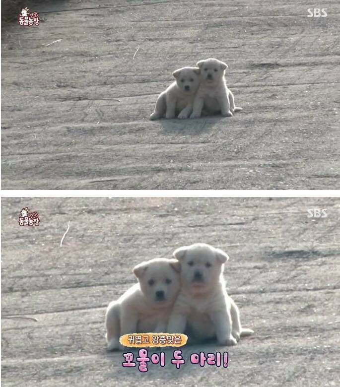 gogo_bam's tweet photo. 귀엽고 앙증맞은 꼬물이 두 마리 https://t.co/bUwbJxVd8Y