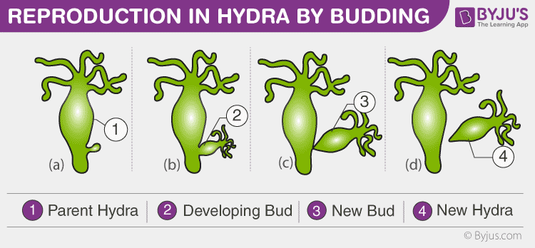 LifeModelRAD's tweet photo. ตัดหัวไฮดร้าไม่ได้ทำให้งอกใหม่ ไฮดร้าเป็น asexual reproduction แบบ budding ไม่ใช่ regeneration

/แสดงความเป็นนักวิทยาศาสตร์ครั้งแรกน���กจากอาชญากร https://t.co/LFaf8Z8CHr