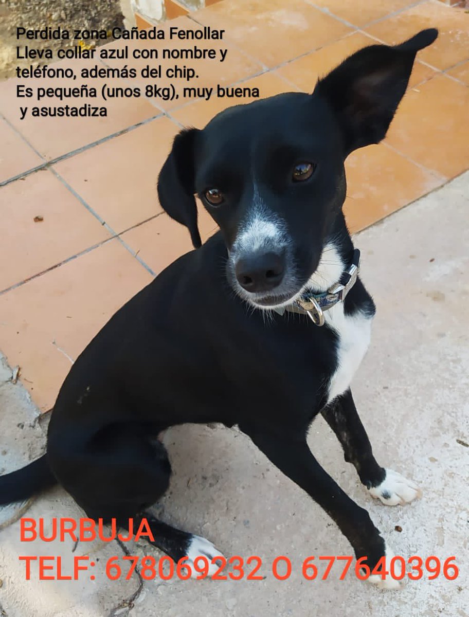 adriamiguete's tweet photo. @Desahogada se perdió el día 1 y seguimos buscándola... https://t.co/bJ8fU5Er7G