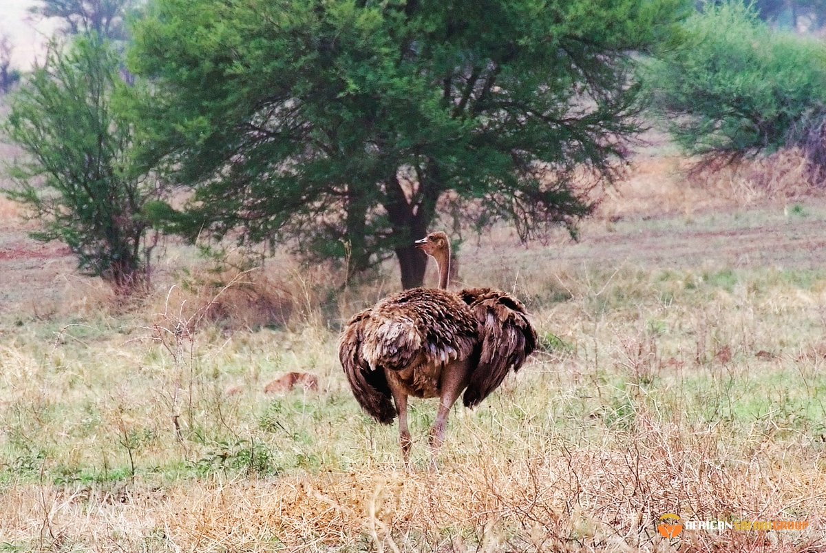African Safari Group tweet media