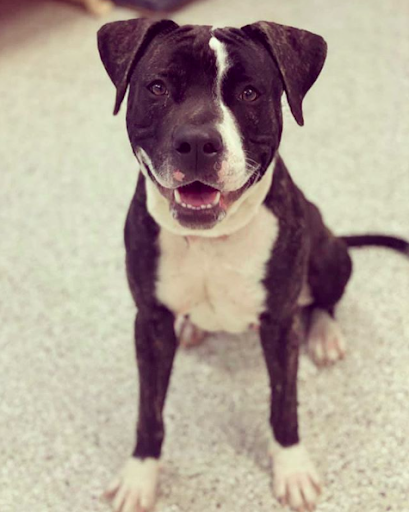 4ecoservices's tweet photo. Contessa is ready to find her forever family!

If you’re interested in adding this sweet girl to your family, contact @KCpetproject! https://t.co/0uJI5RkU8M