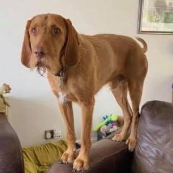 millypod1's tweet photo. BRODY HOME SAFE. THANKS FOR RT's πππΎ
#Lost #ScanMe #Tagged
Ginger Hungarian Wirehaired Vizsla Male
#Allostock #Knutsford #Cheshire #WA16
SIGHTINGS PLZ**
https://t.co/167cJgtpqT https://t.co/z9w0gvLQJt