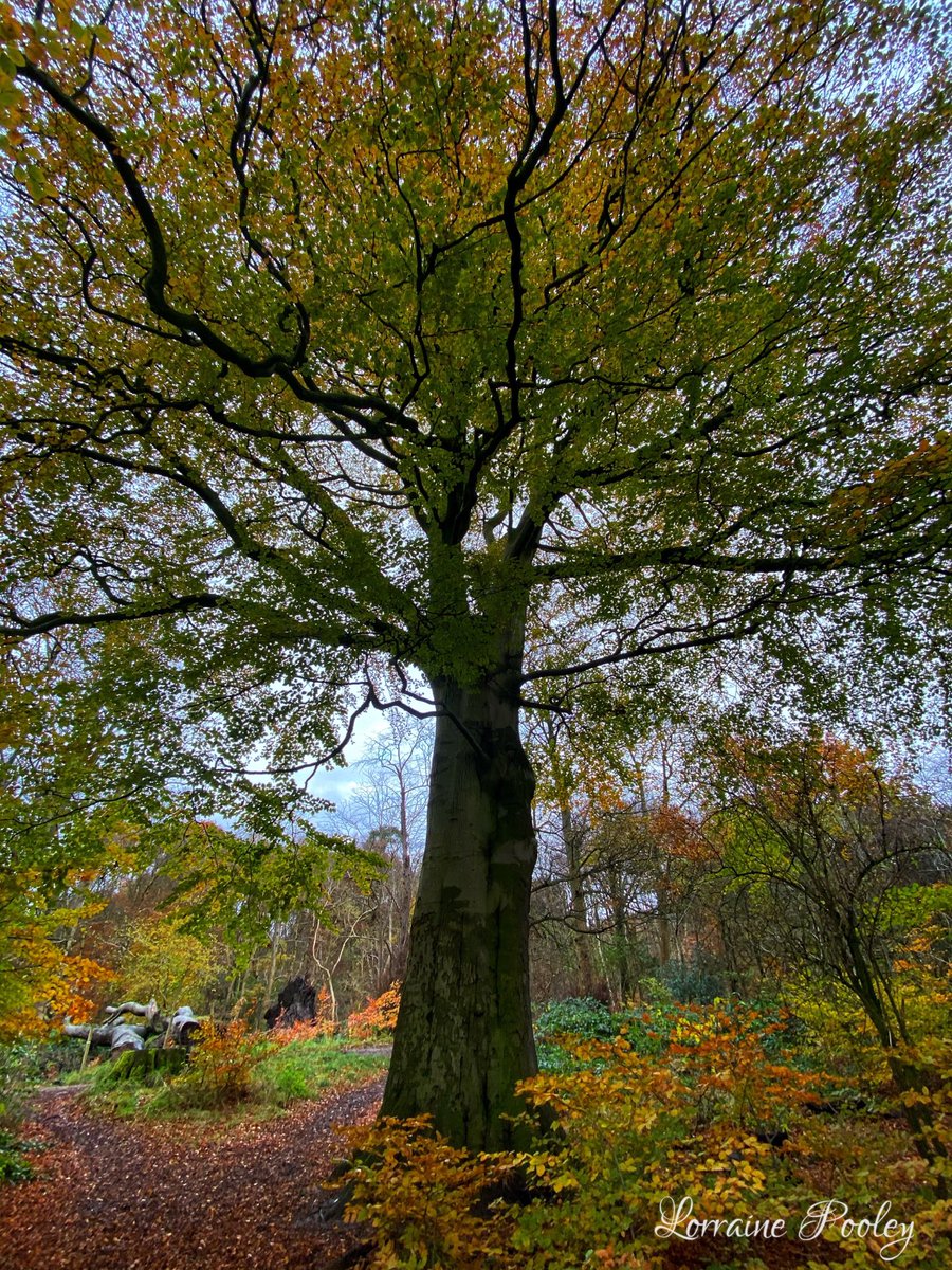 SaveOurSparrows's tweet photo. Please enjoy your Evening. 🙏

Aren’t #AncientTrees so majestic, spiritual + even breaths for us all. 

#TreesMatter #BirdsNeedTrees 365 

#Autumn #Healing #AndBreathe https://t.co/RevQnQzVsV