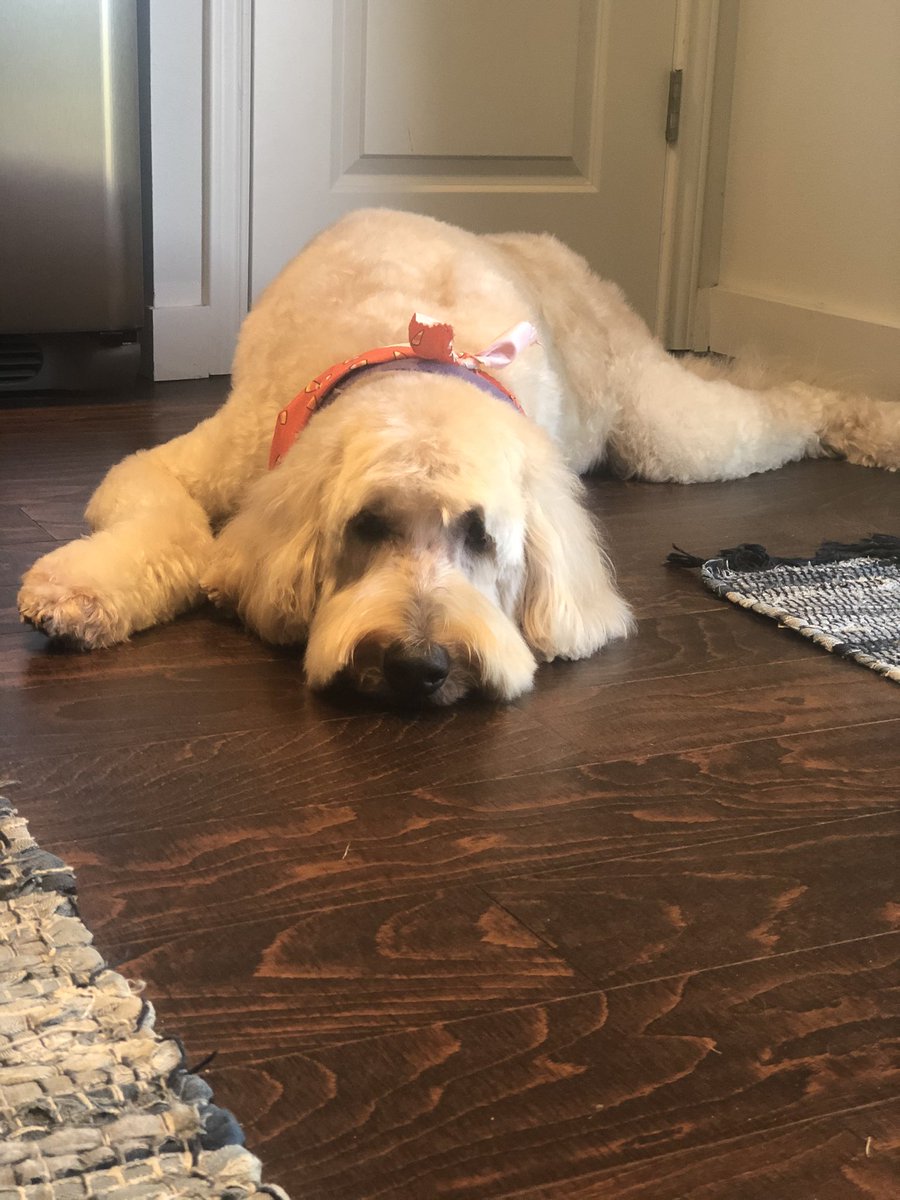 rosscwinton's tweet photo. @mskvarla36 @EntCollNet Penny meet Penny! #PetsofECN https://t.co/7OTthqMsuU