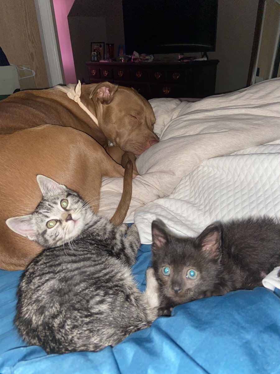 jessvorberg's tweet photo. @dodo He’s still loving fostering kitties🥰❤️ https://t.co/K6hLOgsELv