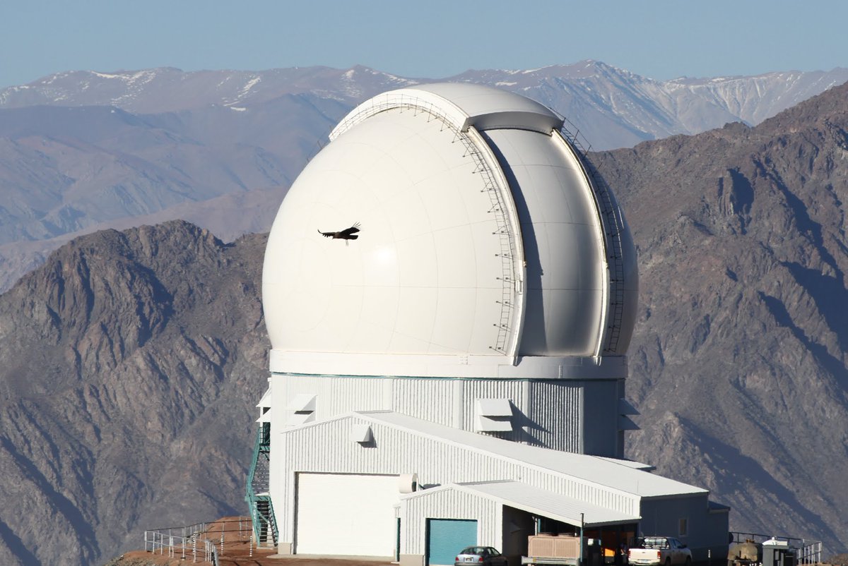 One of my very very favorite photos from  @PlanetImager observing four years ago - a condor in front of the SOAR telescope ( @NOIRLabAstro.) Picture by Dmitry Savransky. Spectacular though it was, it wasn't a good sign for astronomy though. Long thread with bird pictures follows!