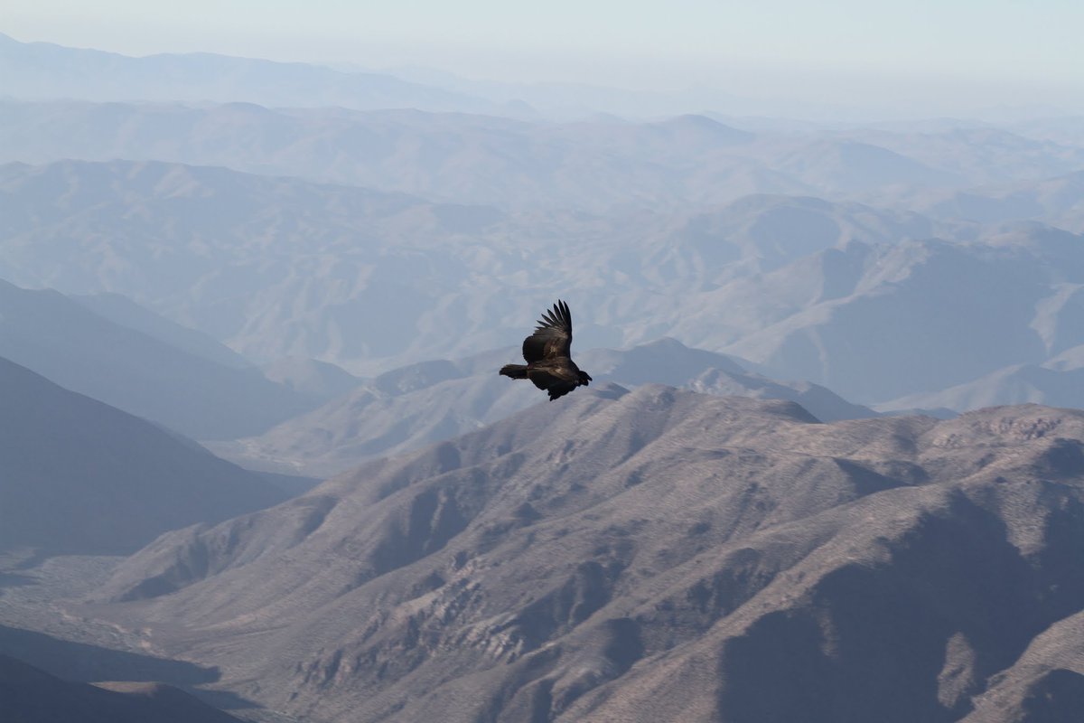 Our local colleagues said this one was a female, possibly adolescent. We decided to name her "Henrietta" after Henrietta Leavitt.