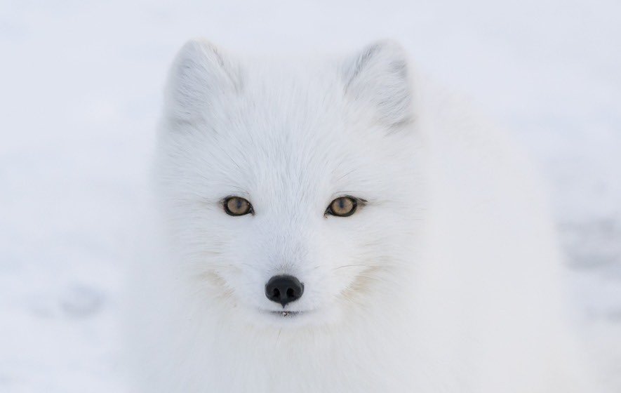 People like the Arctic fox because it’s coat is so white, but I think I like that it’s ears are little. It’s like “I don’t need to hear anything in the tundra imma still bite whatever comes by.” Also major creep eyes.