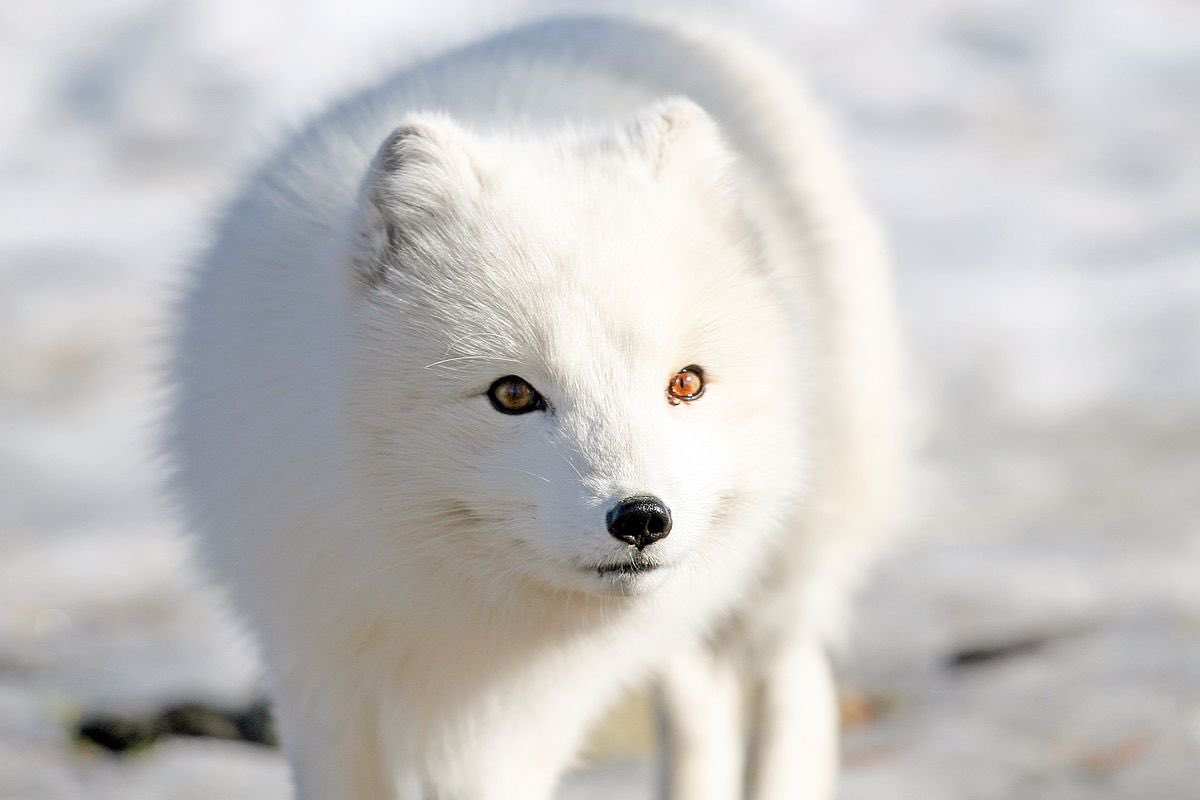 People like the Arctic fox because it’s coat is so white, but I think I like that it’s ears are little. It’s like “I don’t need to hear anything in the tundra imma still bite whatever comes by.” Also major creep eyes.