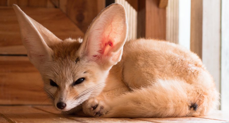 Fennec foxes prove that you can have outsized ears and you don’t have to have a demon face (lookin at you, bat eared fox)
