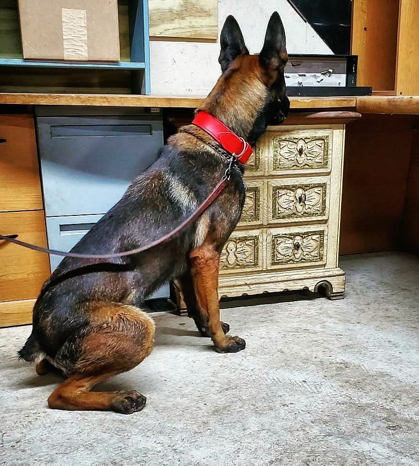 K9s of Valor tweet media