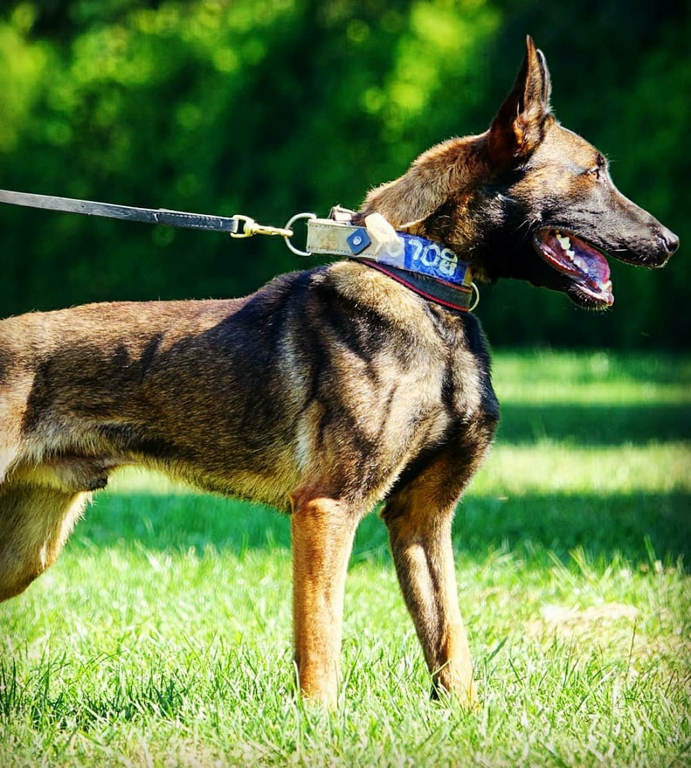 K9s of Valor tweet media