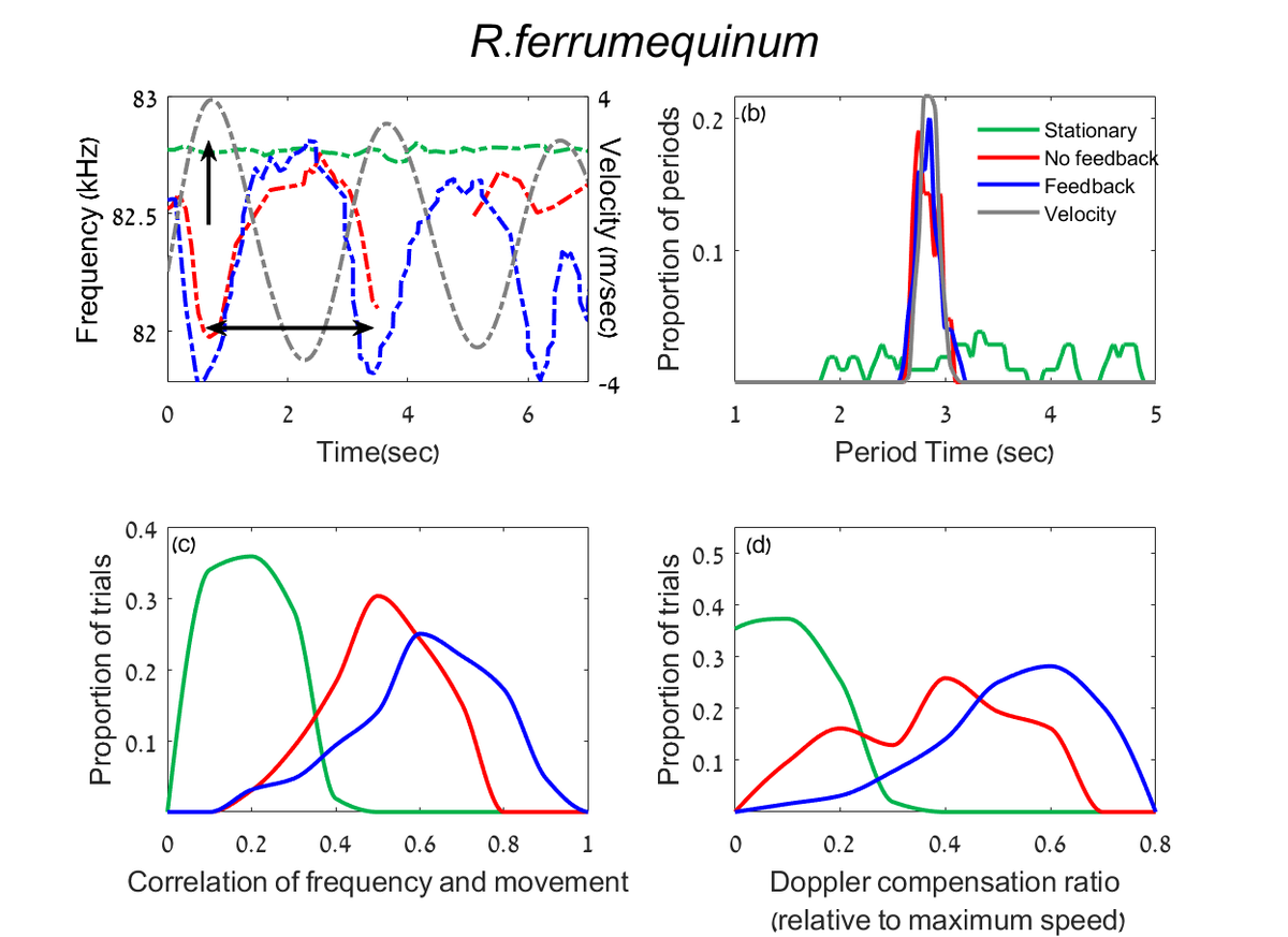 We tweaked the old pendulum paradigm and made sure bats DID NOT receive any echoes, and lo and behold - even with no external cues the bat correctly compensated for movement-related Doppler-shift, lowering their emitted frequencies in step with forward-movement.