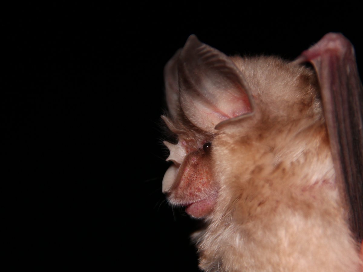 We repeated the experiments with three horseshoe bat species (Greater, Lesser, and Blasius's Horseshoe Bats) and found the same results. While we did not investigate the mechanism, we hypothesize they rely on vestibular cues of self-movement.