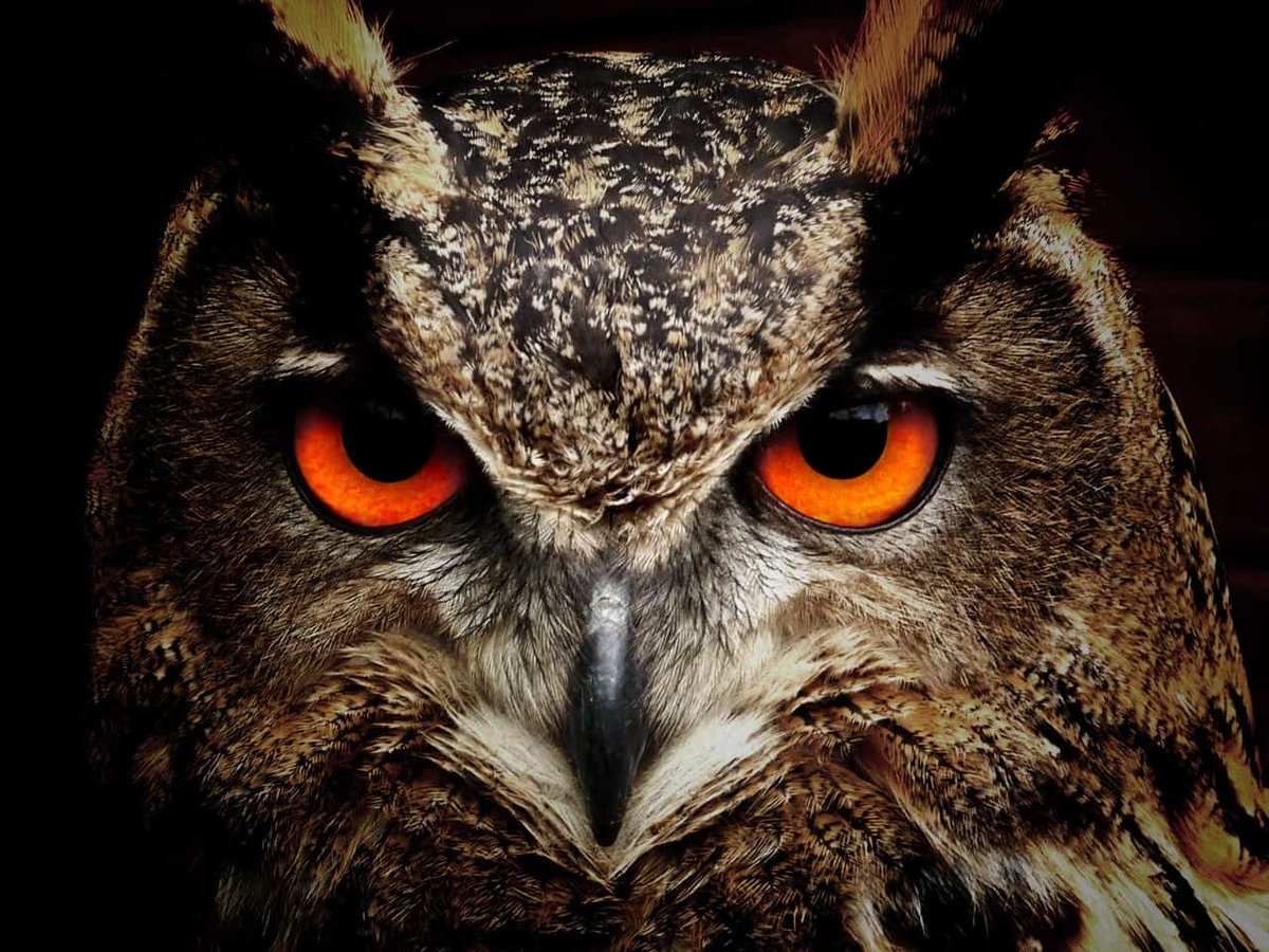 12/ Messengers: Witches are also in the habit of sending Owls, Umkhona, Undofa, Ululwane, and Umgobho. OWLS - when an owl hoots near a hut, it is not a good sign. More owls hooting might mean nothing, but it is certainly not a coincidence. As such most people do not like owls