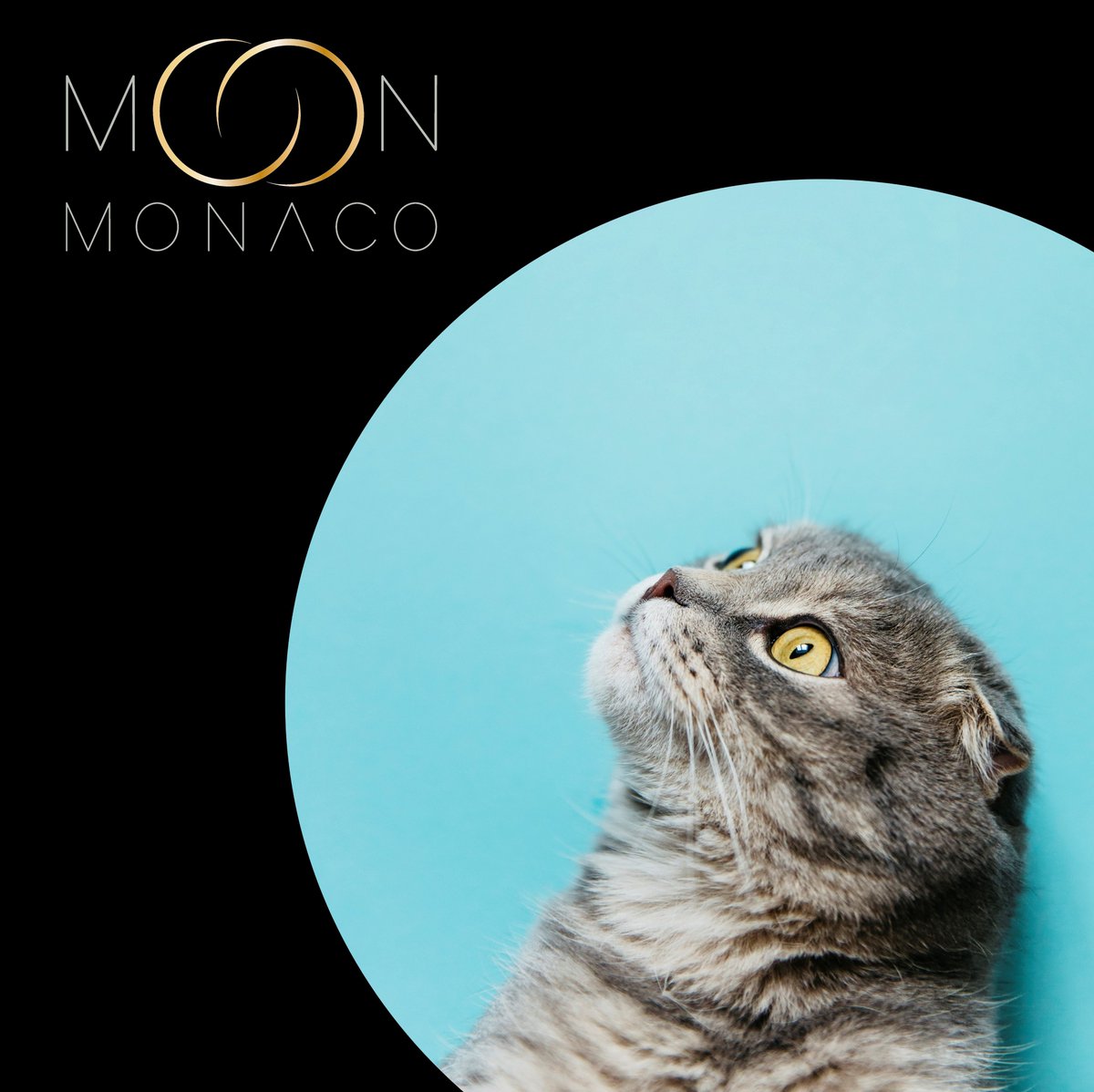 moon_monaco's tweet photo. #FeelGoodInstant #StaySafe
#CatsOfTwitter #kittensoftwitter #CatLovers #FashionForPets #MoonMonaco #FineJewelleryForPets #Gold #18CaratGold #NewCollection #Celestial #Monaco #MadeinMonaco #Design #cat #kittens #blue #Newcollection #Notforhumans #Artisan #Artisanmade https://t.co/WUXgQEvqVi