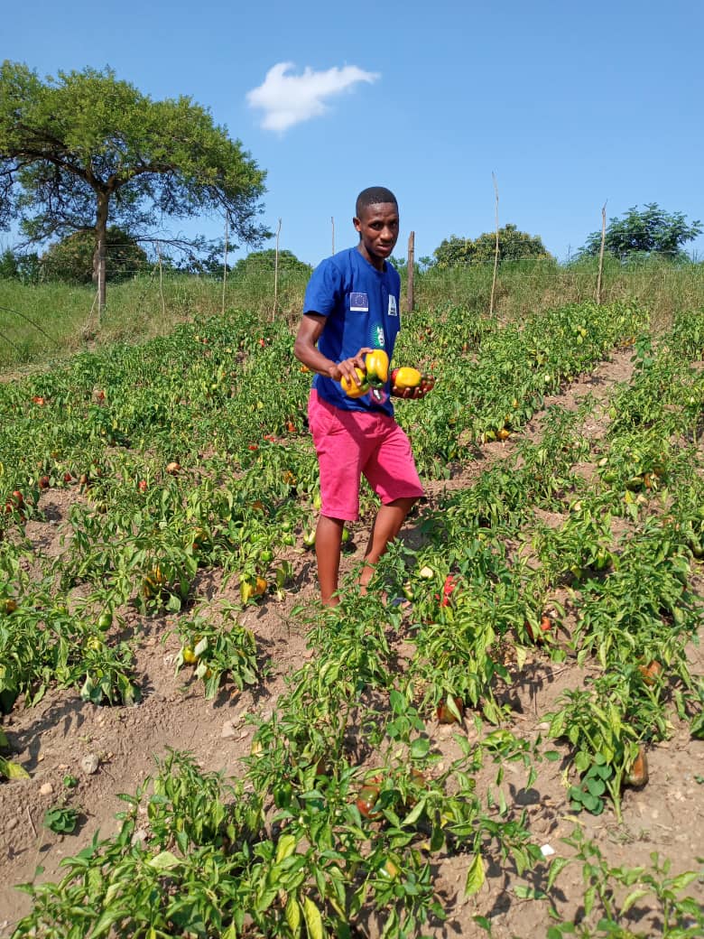 #TiniTwitter please support this young man in Ngwane Park, who started a gardening project during #COVID19 lockdown and who now needs assistance with selling his products! He has lettuce, green/yellow/red pepper, spinach and cayenne pepper. Contact Mthulisi 78017606