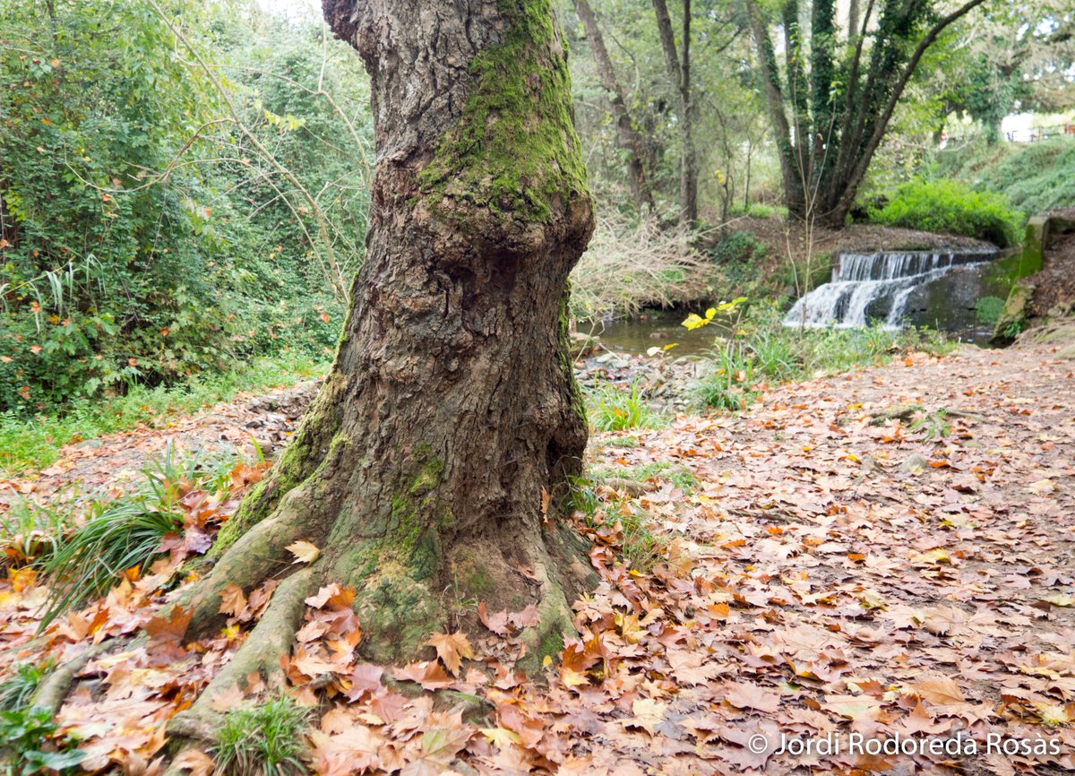 Riera de Vallforners aquest migdia 10 de novembre, Cardedeu.
