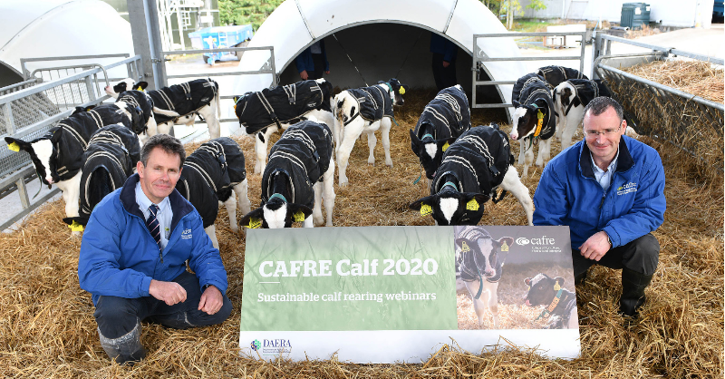 DiscoverCAFRE's tweet photo. CAFRE is hosting a series of 3 online events that will cover various aspects of the design &amp; management of the new CAFRE Calf Unit.

The first event will take place on Thursday 19th Nov and calf house design will be discussed. 

For more information⬇️

https://t.co/r3sLoVLshB https://t.co/Hh1aUCmA24